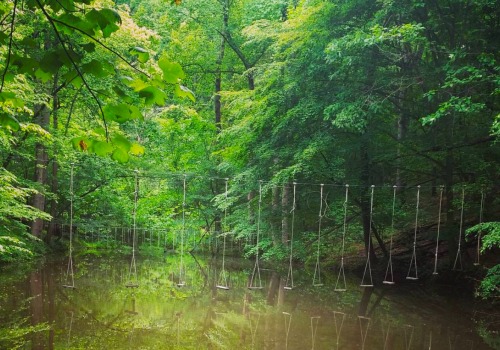 The Power of Nature: Exploring Wellness Programs in McLean, Virginia